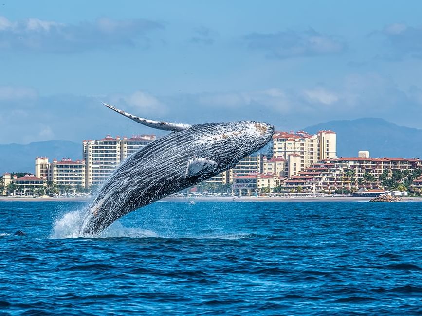 Playas Pacífico ballenas jalisco méxico