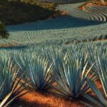 Ruta del Tequila, Jalisco: 5 Tequileras que debes visitar